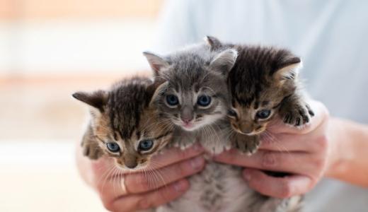 Как определить пол котенка