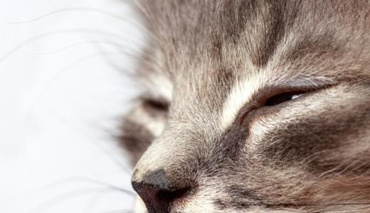 Почему у кошки слезятся глаза