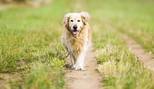 Собака часто дышит_4