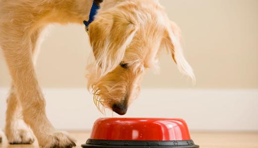 Фото собаки около миски