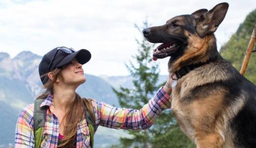 Фото овчарки