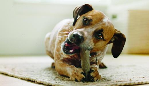 Фото собаки с костью