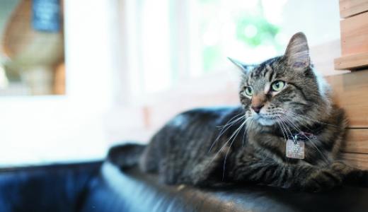 Фото кота на спинке дивана