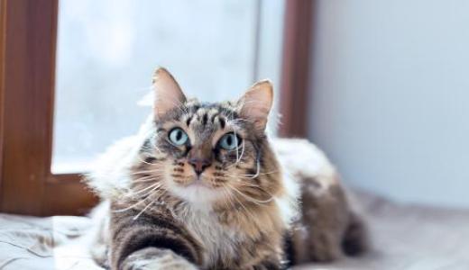 Фото кошки на солнце