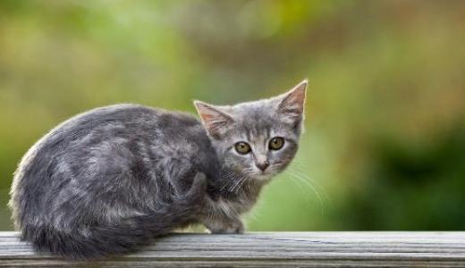 Фото котенка