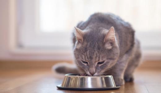 Фото кошки над тарелкой