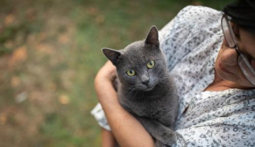 Фото кошки на руках хозяйки