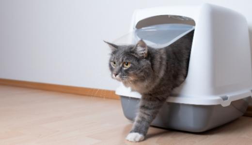 Фото кота в лотке