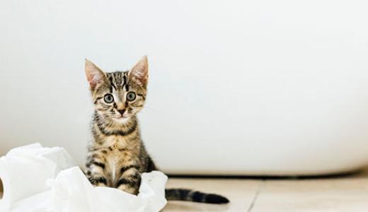 Фото котенка