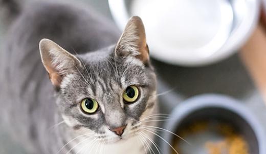 Фото кошки около тарелки