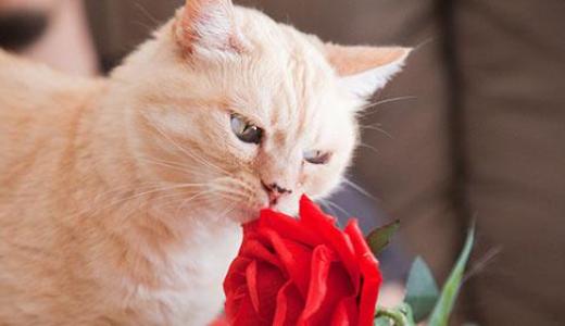 Фото кота