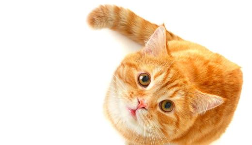 Фото кошка смотрит вверх