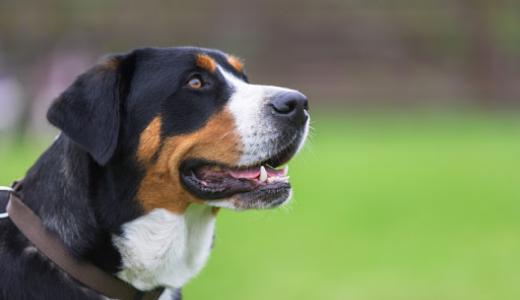 Фото собаки