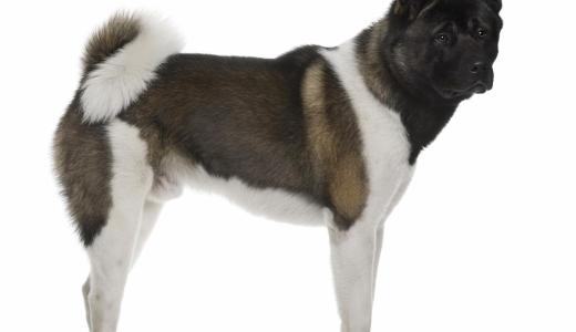 Фото американской акиты