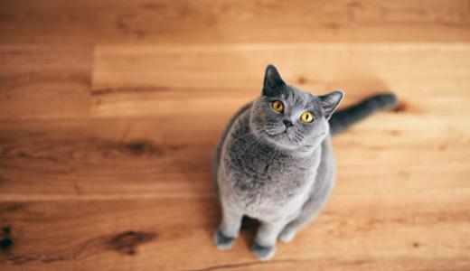 Фото британской кошки