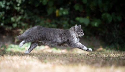 Фото кот бежит