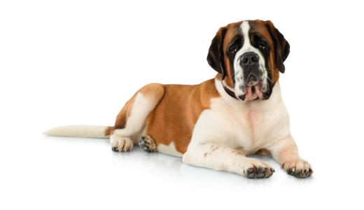 Фото собаки породы сенбернар