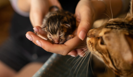 Фото кошка с котенком