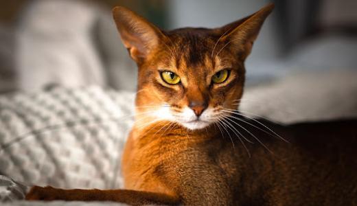 Фото абиссинская кошка