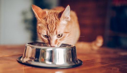 Фото кошка ест