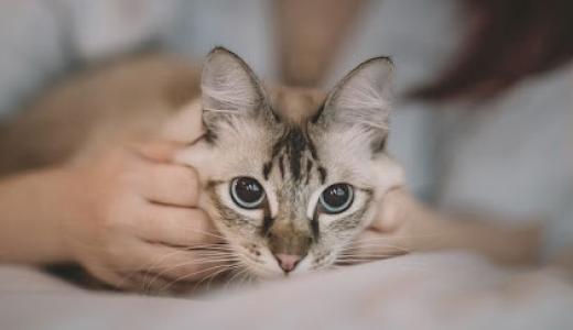 Фото кошка на руках