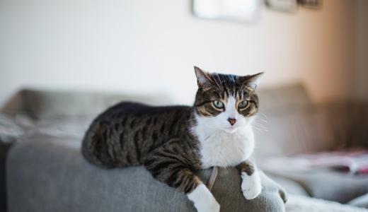 Фото кошка лежит