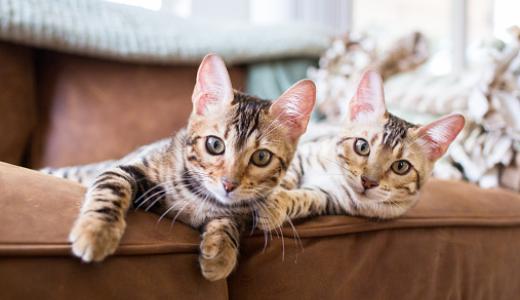Фото двух кошек