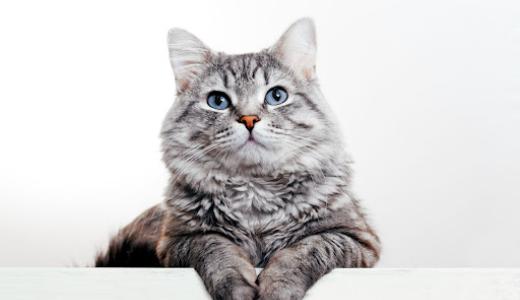 Фото кошка лежит