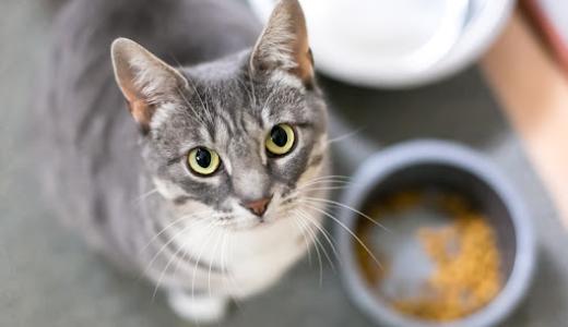 Фото кошки около тарелки с едой