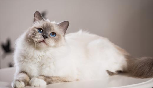 Фото пушистого кота