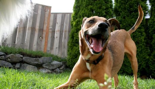 Фото собаки с открытым ртом