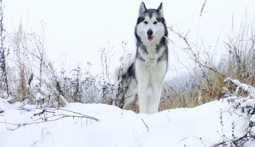 Аляскинский маламут