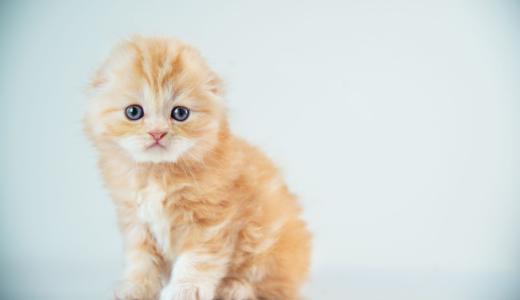 Чем кормить шотландского котенка