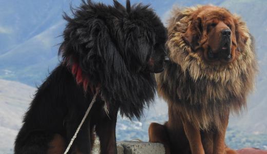 Тибетский мастиф