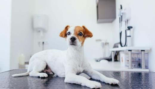 Собака лежит на столе ветеринара