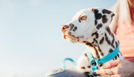 Далматин на руках у хозяйки