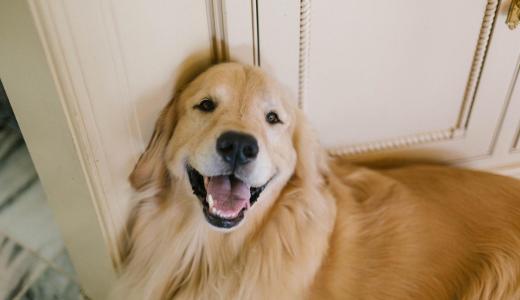 Золотистый ретривер