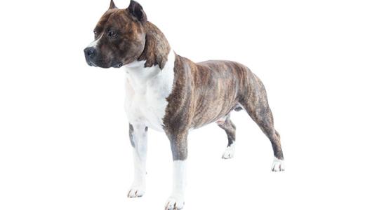 Американский стаффордширский терьер