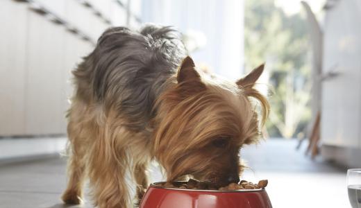 Йоркширский терьер ест из миски