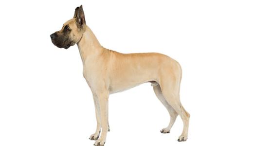 Немецкий дог