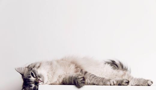 Кошка лежит