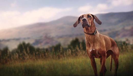 Родезийский риджбек