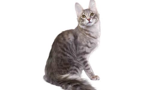 Турецкая ангора