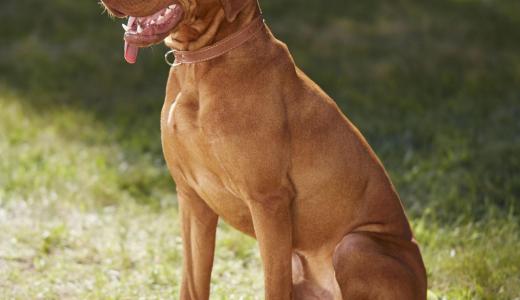 Собака тяжело дышит