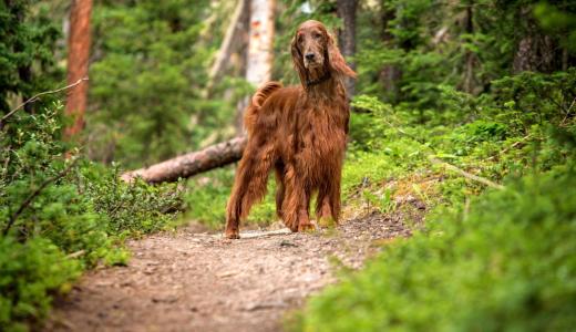 Ирландский красный сеттер