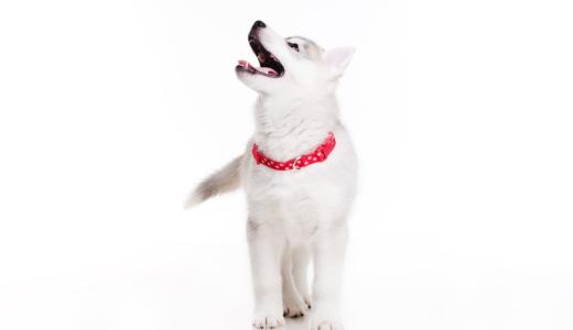 Белый щенок хаски