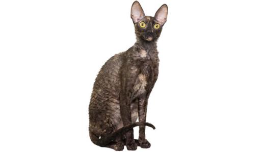 Корниш-рекс