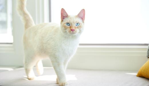 Кошка на окне