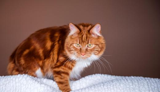 Курильский бобтейл