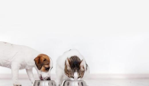 Кот и собака едят из мисок